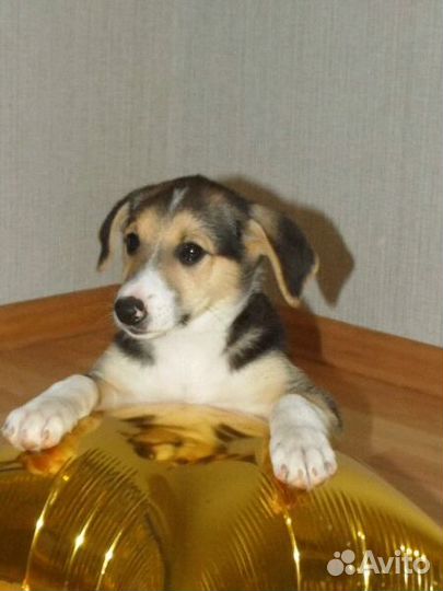 В добрые руки