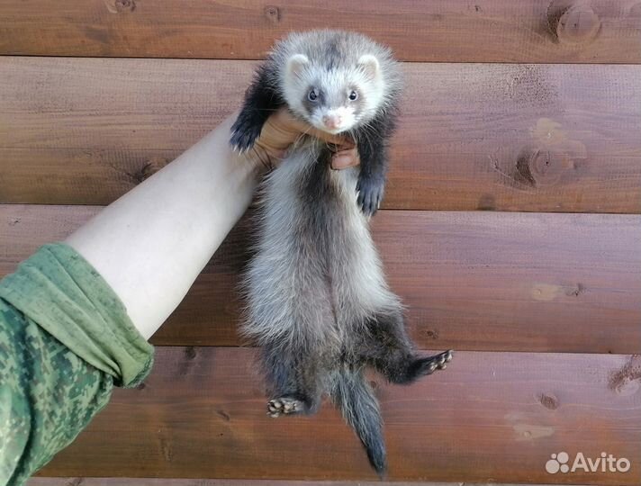 Щенки хорька, стандартики и экзоты