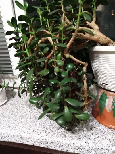 Крассула толстянка