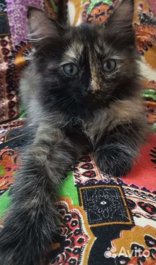 Соня ищет дом