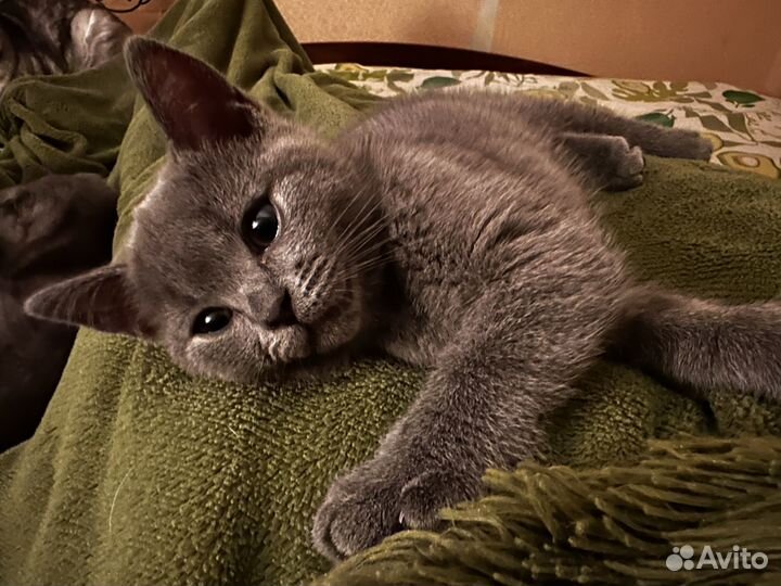 Британская кошка