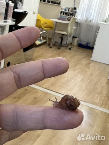 Улитки Ахатины бесплатно