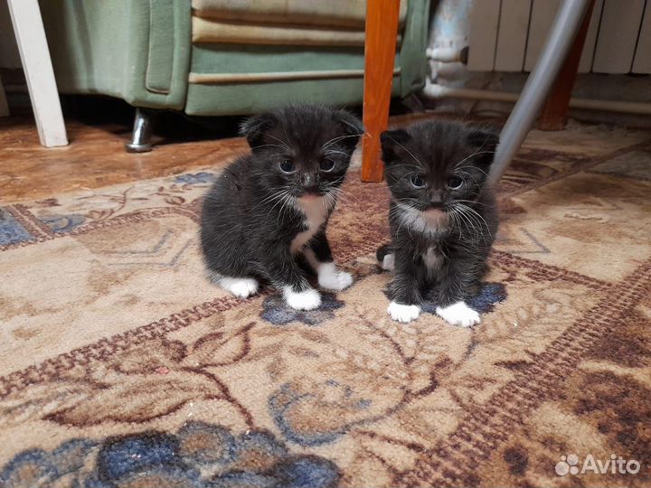 Котята в добрые руки даром