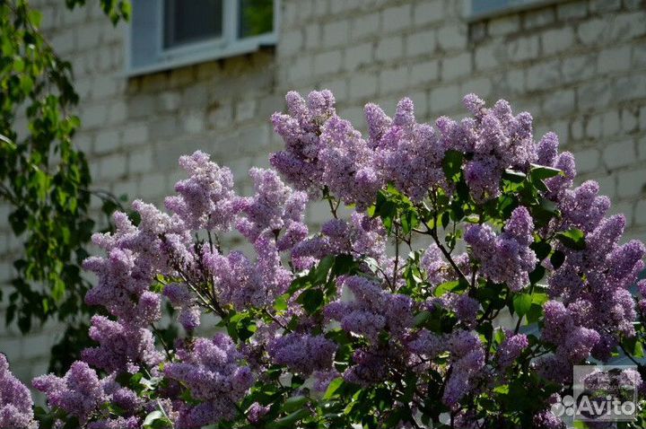 Сирень обыкновенная Высота от 25см