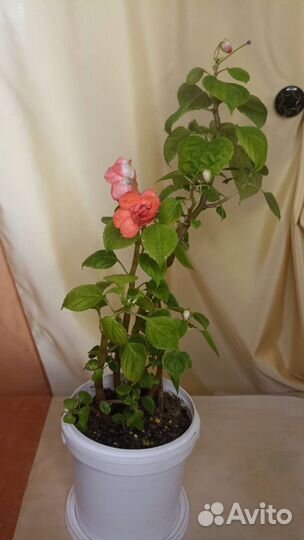 Бальзамин ванька мокрый