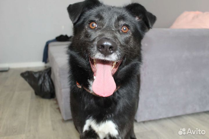 Молодой пёс в добрые руки