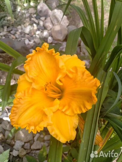 Туя, лилейник