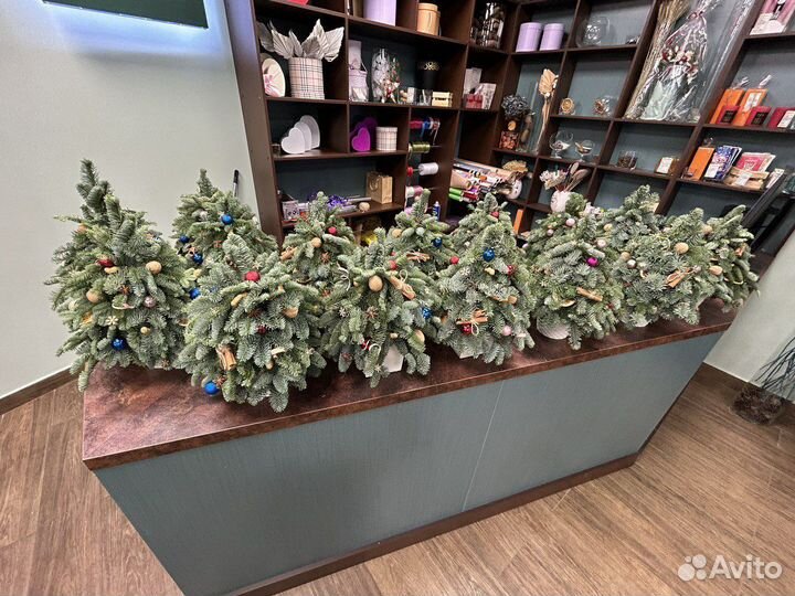 Елка новогодняя живая