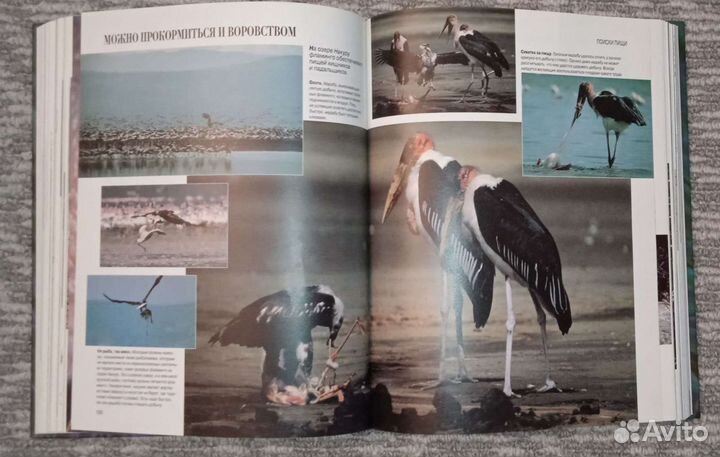 Энциклопедия 