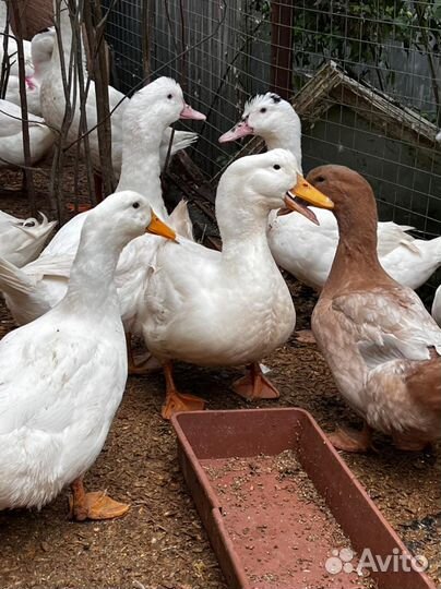 Яйца утиные