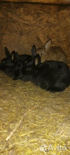Кролики мясных пород