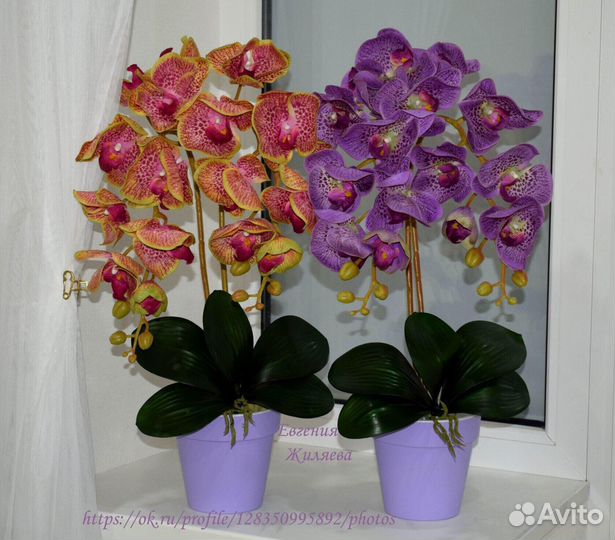Орхидеи Премиум класса