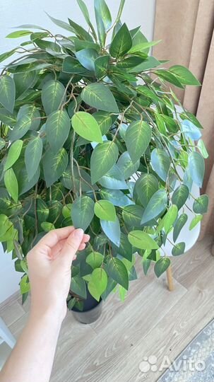 Искусственное дерево, фикус