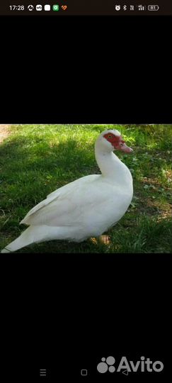 Селезень индоутки