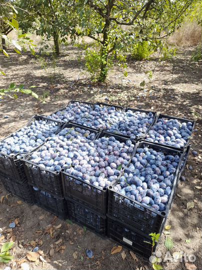 Слива стенлей