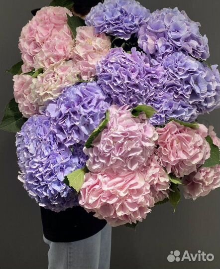 Гортензии Голландия Цветы и Букеты с Доставкой