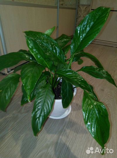 Спатифиллум