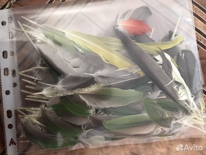 Перья от попугаев для поделок