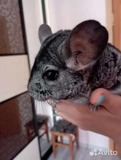 Шиншиллы