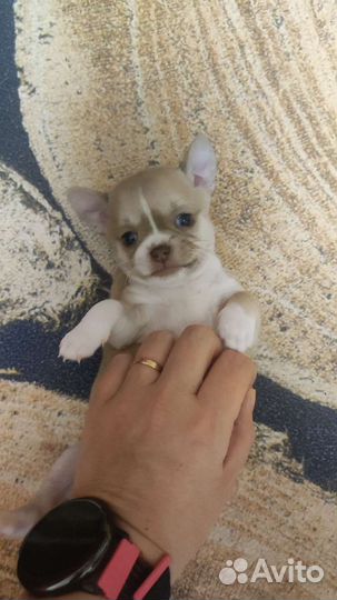 Щенки чихуахуа девочки