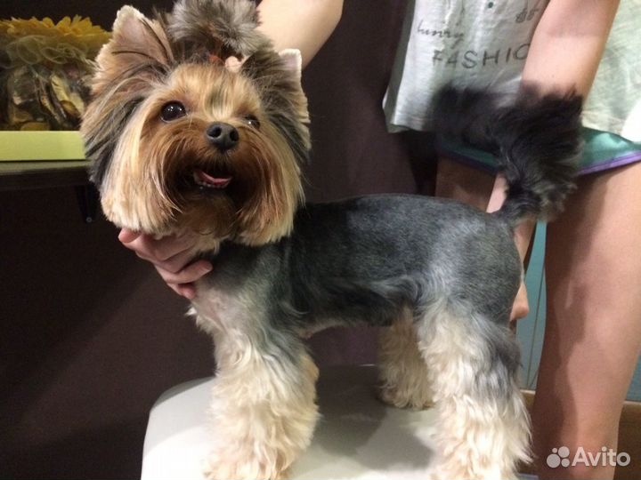 Стрижка животных: собаки, кошки, кролики