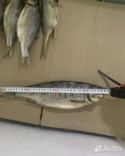 Астраханская Вобла с икрой