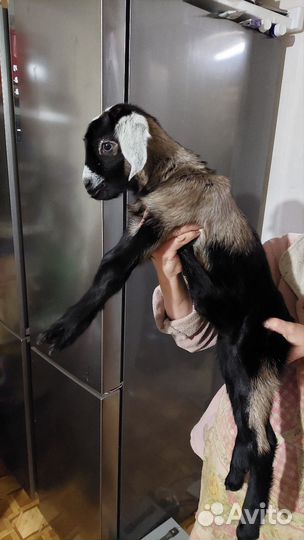 Англо нубийские козлята