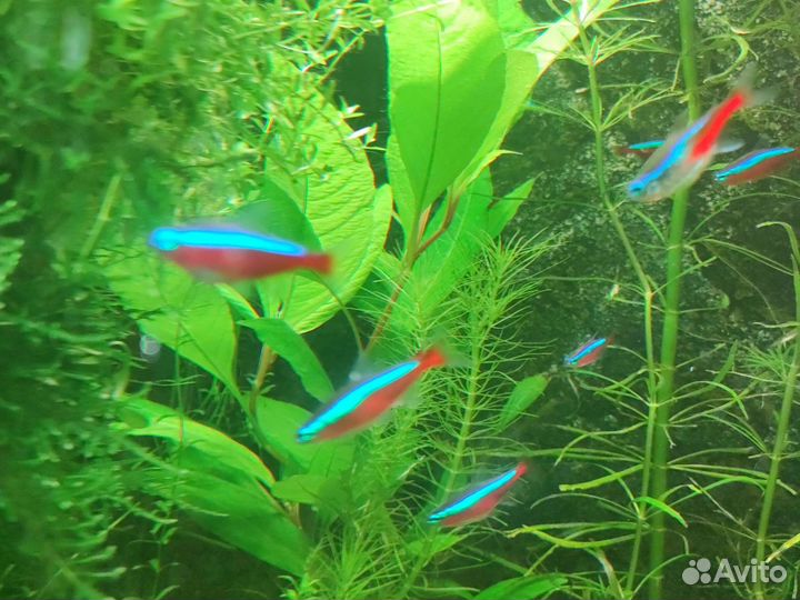 Аквариумные растения