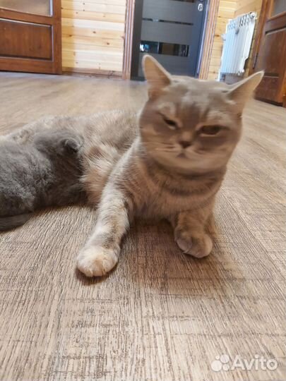 Шотландские котята