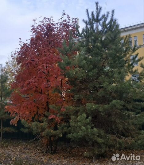 Рябина красная саженцы