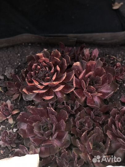 Молодило,Очитки