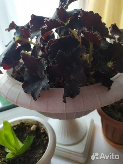 Комнатные растения