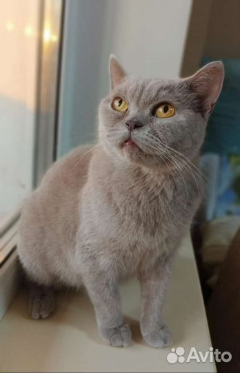 Кошка в дар