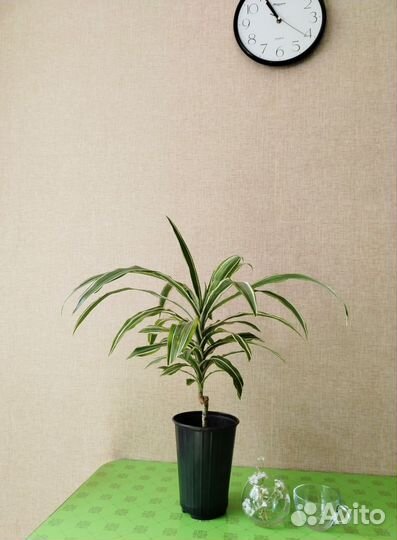 Драцена биколор