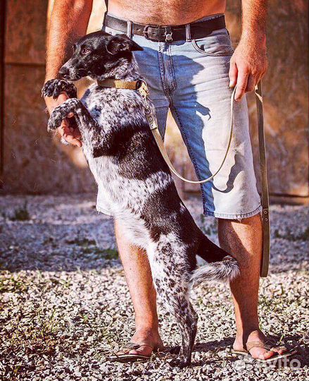 Милая собачка в дар