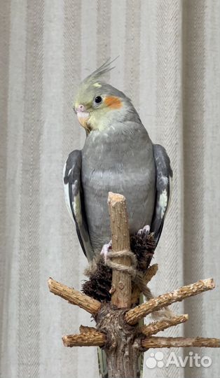 Птенцы корелла