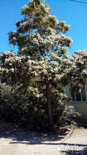 Саженцы декоративных пород