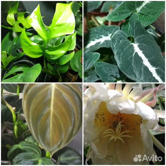 Домашние растения, черенки(обновлено)