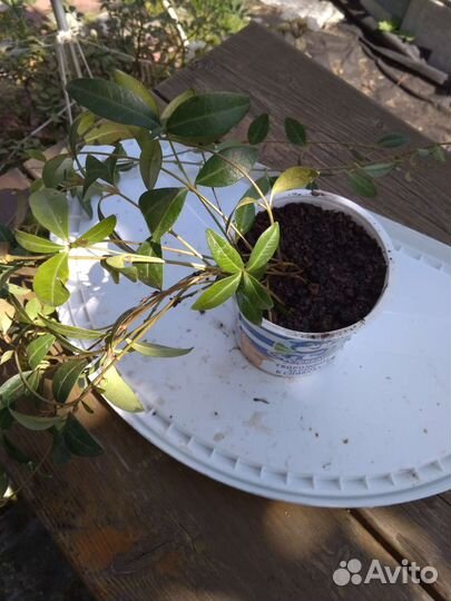 Барвинок синий