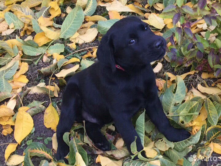 Щенки лабрадора