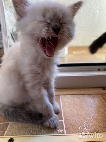 Отдам кошечку в добрые руки бесплатно