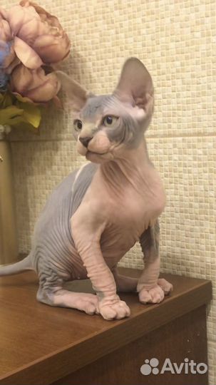 Канадский сфинкс котенок документами