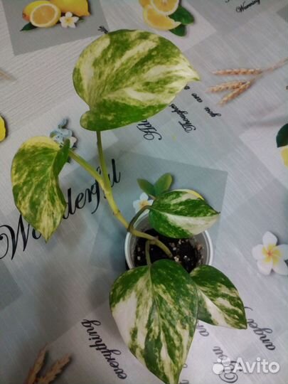 Комнатные цветы