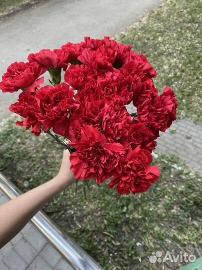 Гвоздика красная опт