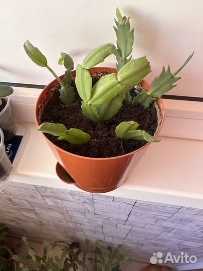 Декабрист 4 цвета В одном горшке Толстянка