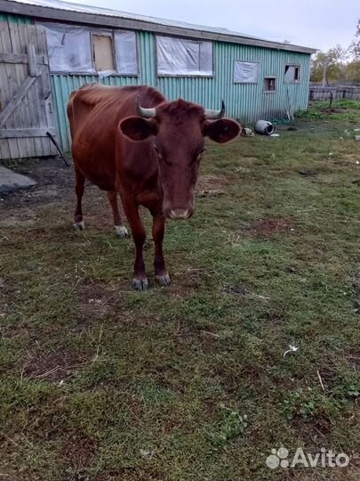 Корова дойная