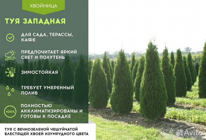 Туя с посадкой