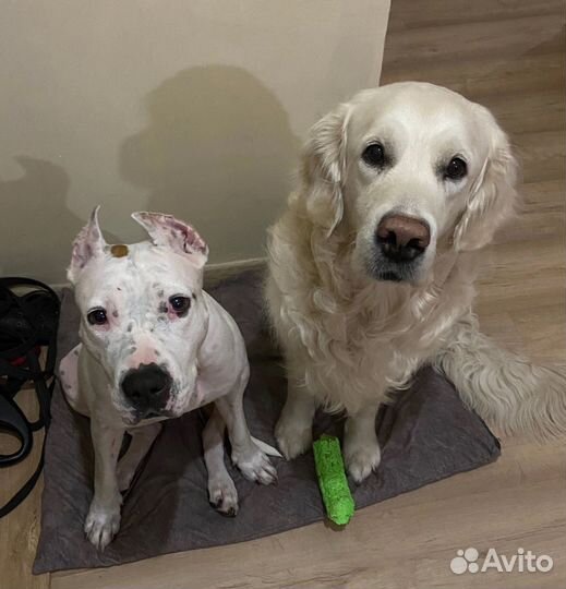 Дрессировка/воспитание собак