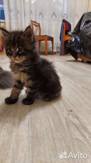 Котята мейн-кун