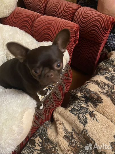 Кобель для вязки чихуа хуа